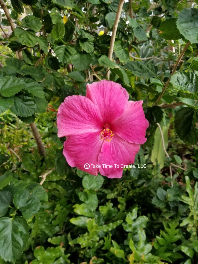 Hibiscus reference photo copy write Take Time To Create, LLC